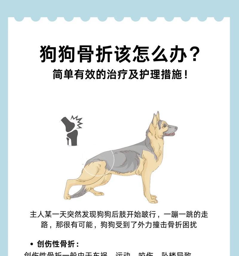 成年狗后腿骨裂恢复期（解析成年狗后腿骨裂的康复时间和注意事项）(图2)