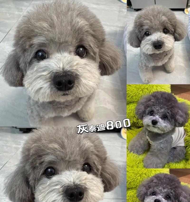 幼犬泰迪的断奶时期及注意事项（断奶时期、喂养频率与方式、泰迪幼犬的健康保持）(图2)