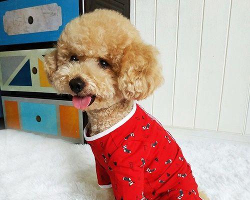 幼犬泰迪的断奶时期及注意事项（断奶时期、喂养频率与方式、泰迪幼犬的健康保持）(图3)