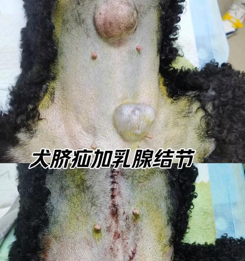 狗脐疝康复时间及治疗方法解析（详解狗脐疝的康复时间和有效的治疗方法）(图2)