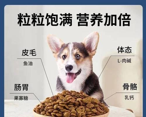 狗狗的饮食需求（探讨狗狗饮食习惯和更换狗粮的最佳时机）(图1)