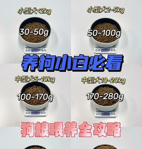 如何科学喂养6个月大的狗？（养狗专家分享关于6个月大狗狗饮食的建议）(图3)