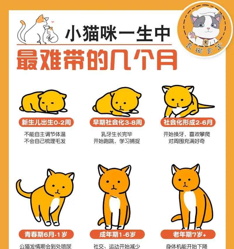 养猫须知（了解猫咪健康知识，给它们更好的生活）(图1)