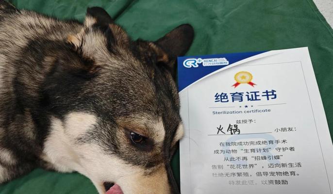 母犬绝育的最佳时机（了解适合绝育的母犬年龄和时机）(图2)