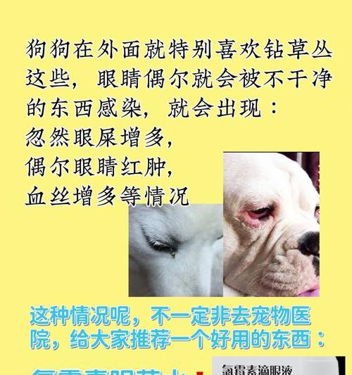 宠物狗常见的重疾病及预防措施（宠物狗主人必读，了解宠物狗常见重疾病的防治方法！）(图1)