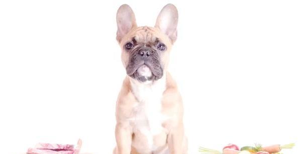 宠物狗常见的重疾病及预防措施（宠物狗主人必读，了解宠物狗常见重疾病的防治方法！）(图2)