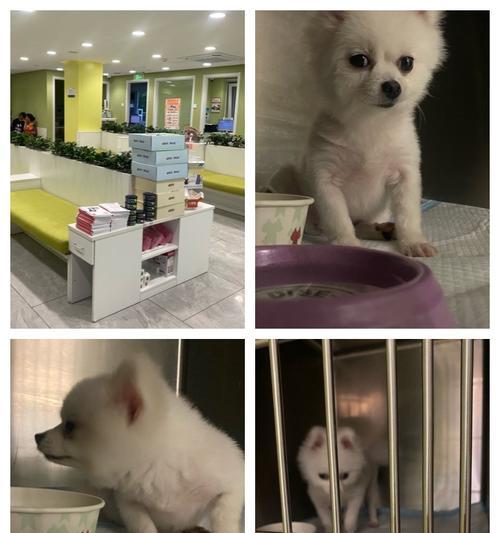 宠物狗常见的重疾病及预防措施（宠物狗主人必读，了解宠物狗常见重疾病的防治方法！）(图3)