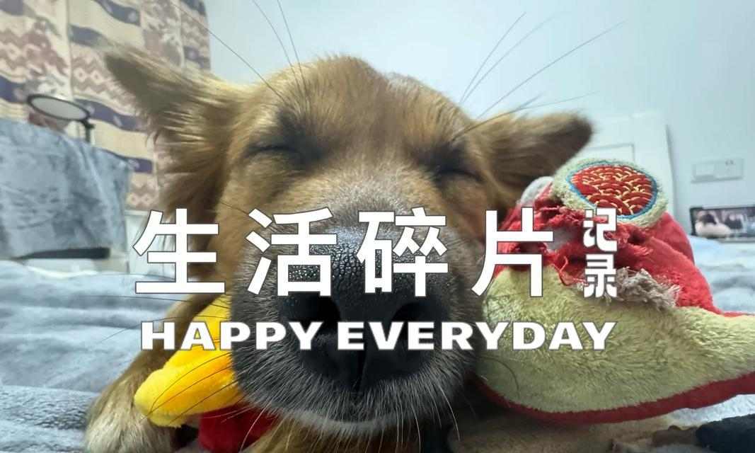 狗狗洗澡的最佳时间和频率（了解狗狗洗澡的最佳时间和频率，让你的宠物保持干净与健康）(图1)