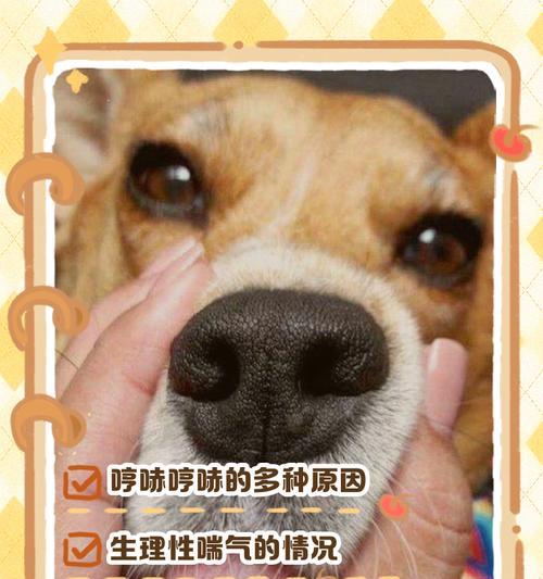 狗子嗅觉的超凡能力（揭秘狗子嗅觉的神奇之处——一个解读）(图2)