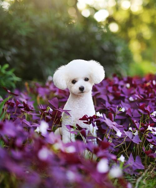 贵宾犬冬天是否需要穿衣服？（探讨贵宾犬对冷天的适应能力及是否需要额外保暖）(图3)