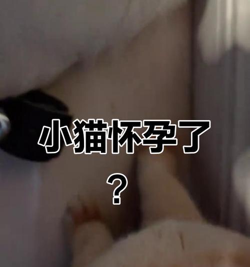 揭秘猫咪受孕的症状（了解猫咪受孕前的征兆和表现，让它们的生育健康无忧）(图2)