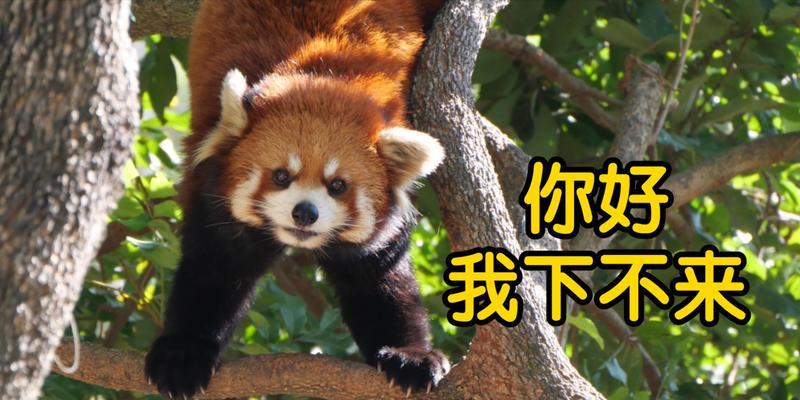 保护小熊猫，守护珍稀物种的未来（关注小熊猫，共同拯救失落在时间长河中的灵魂）(图2)