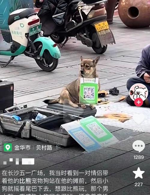 长沙狗市场大揭秘！（探寻长沙市场上卖狗的热门地点，发现宠物犬的最佳选择！）(图3)