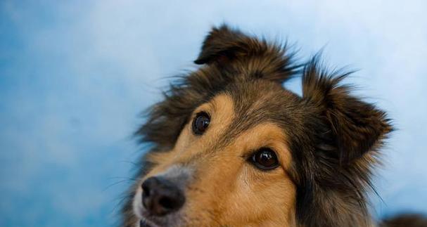 喜乐蒂（探索喜乐蒂的关键要素，享受健康与快乐生活的秘诀）(图2)