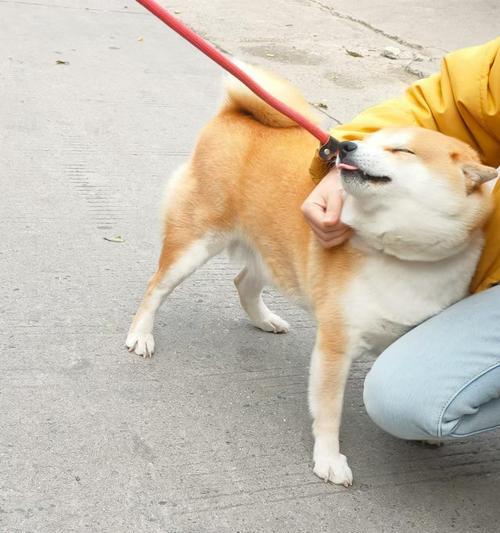 狗熟悉主人需要多长时间？（揭开狗熟悉主人的神秘面纱）(图3)