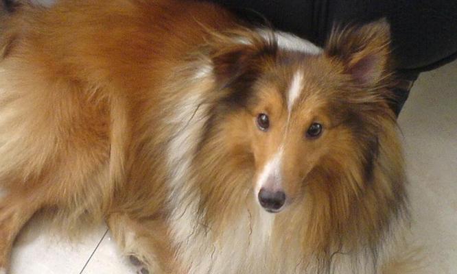 喜乐蒂（探索喜乐蒂的关键要素，享受健康与快乐生活的秘诀）(图3)