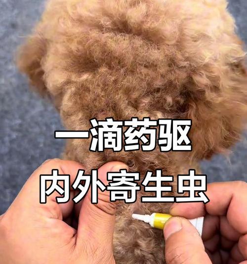猫咪驱虫频率的科学选择（探讨猫咪体内外驱虫的最佳时机和方法）(图3)