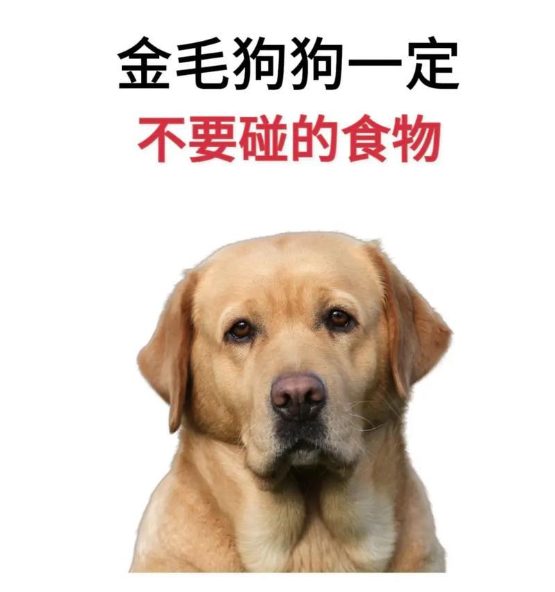 金毛幼犬的饮食搭配指南（为您的金毛幼犬提供健康的饮食选择）(图3)