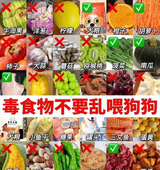 狗狗可以吃蛋白和蛋黄吗？（错误的喂食方法可能会导致中毒）(图1)