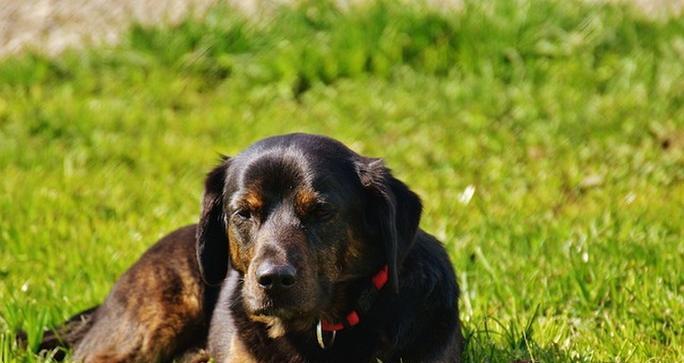 如何科学合理地给蝴蝶犬洗澡？（蝴蝶犬洗澡的频率和注意事项）(图1)