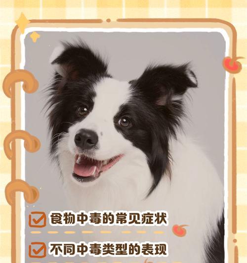 狗狗可以吃蛋白和蛋黄吗？（错误的喂食方法可能会导致中毒）(图3)