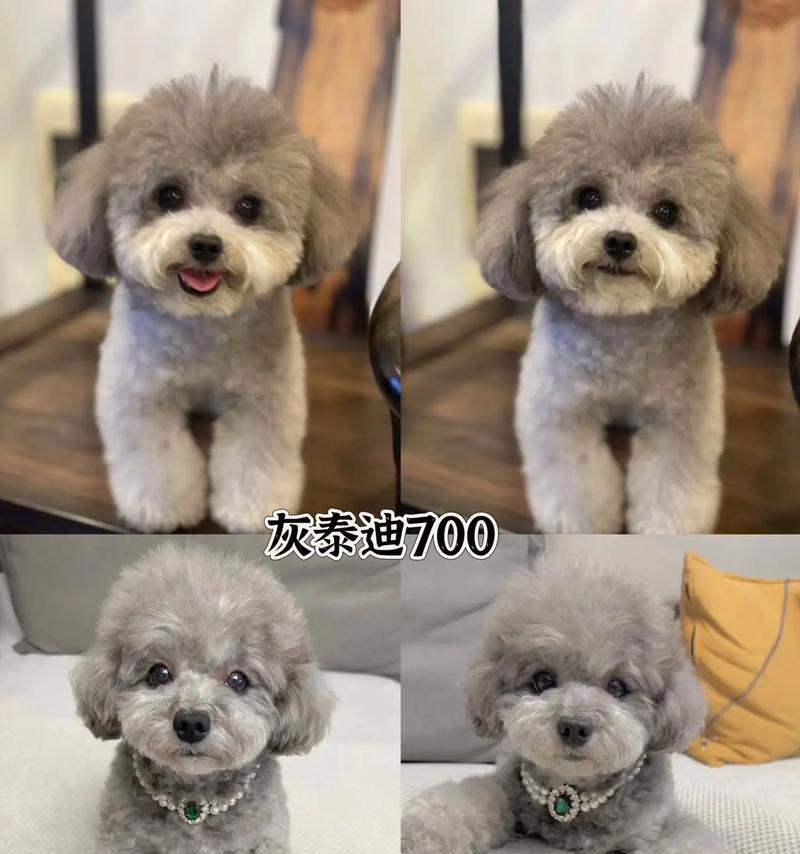 泰迪狗断奶时间的重要性（了解泰迪狗断奶时间的因素及注意事项）(图3)