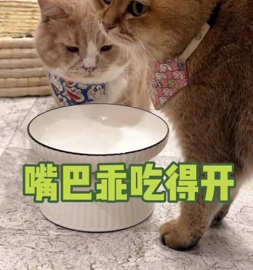 猫咪的语言奇遇（如果猫咪可以说话，它们会如何表达自己？）(图3)