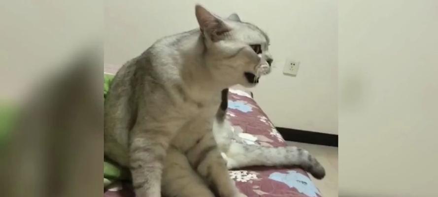 猫咪的语言奇遇（如果猫咪可以说话，它们会如何表达自己？）(图2)