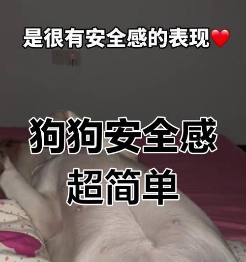 拉布拉多需要睡多久？（了解拉布拉多的睡眠需求及养护关键）(图2)