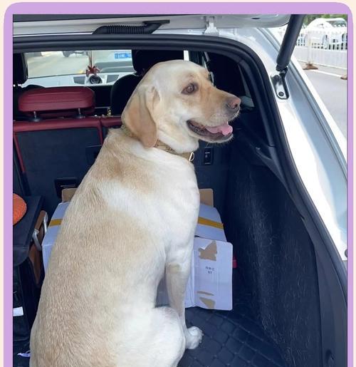 拉布拉多需要睡多久？（了解拉布拉多的睡眠需求及养护关键）(图3)