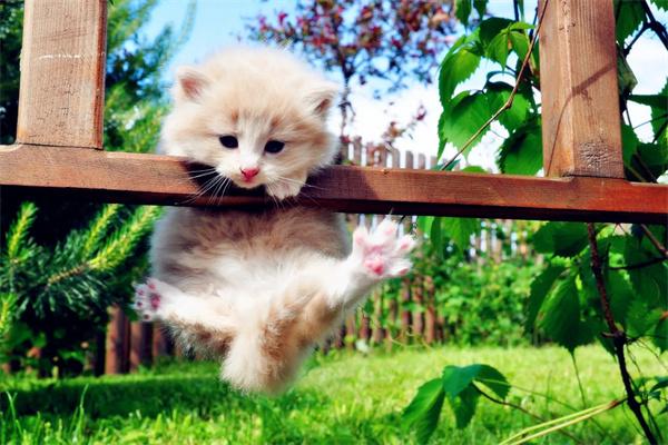 捡到小奶猫怎么办？(图1)