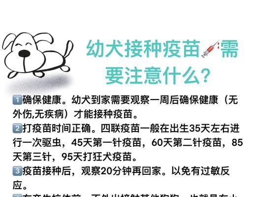 狗狗接种疫苗后的注意事项——宠物健康保障不可忽视（为了狗狗的健康，千万别让疫苗白打！）(图2)
