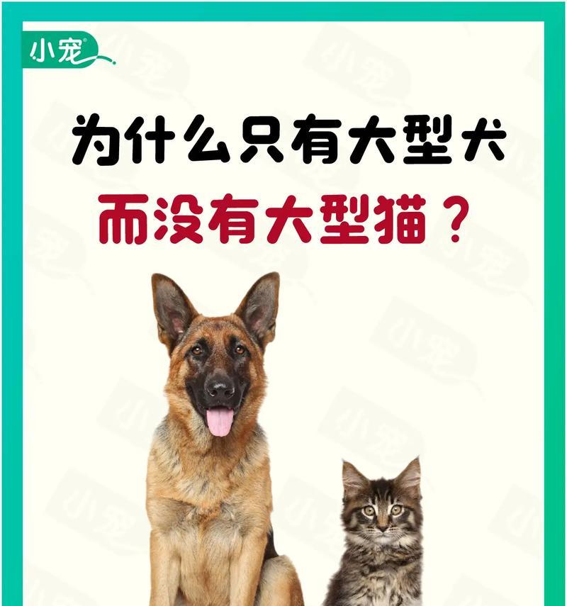 宠物养哪些品种合适？（了解不同宠物品种，选择适合的宠物伴侣）(图2)