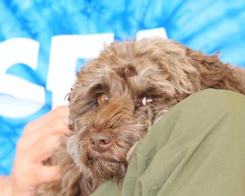 拥有价值100万的爱犬，木村拓哉掀起宠物风潮（揭秘木村拓哉的心头至爱，一只价值百万的宠物犬）(图2)