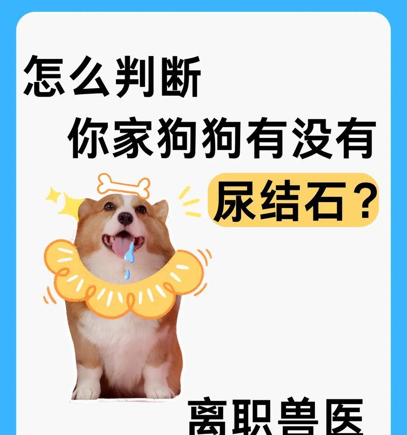 预防狗狗尿路细菌感染的重要性（尿频、尿疼、无故失禁，提早预防尿路细菌感染是关键）(图1)