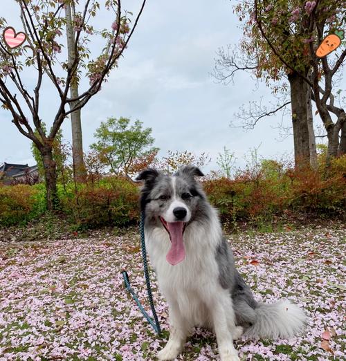 预防狗狗尿路细菌感染的重要性（尿频、尿疼、无故失禁，提早预防尿路细菌感染是关键）(图2)