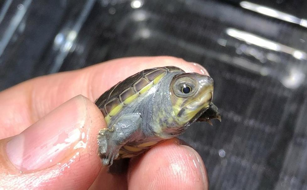 认识麝香龟属的蛋龟（了解麝香龟属蛋龟的特征与分类）(图1)