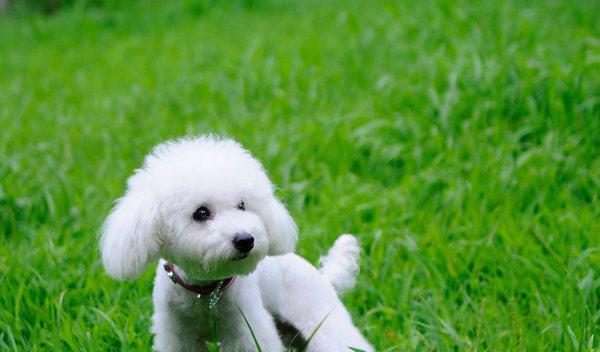 可爱犬的魅力与乐趣（与你一起探索犬的可爱世界）(图1)