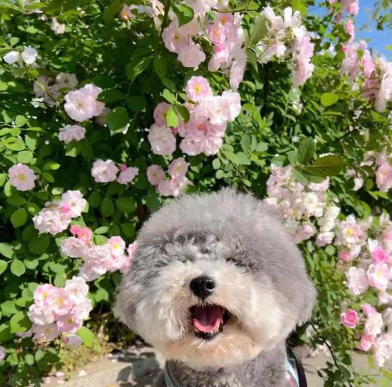 泰迪狗眼睛睁开需要多长时间？（揭秘泰迪狗独特的眼睛睁开过程及注意事项）(图2)