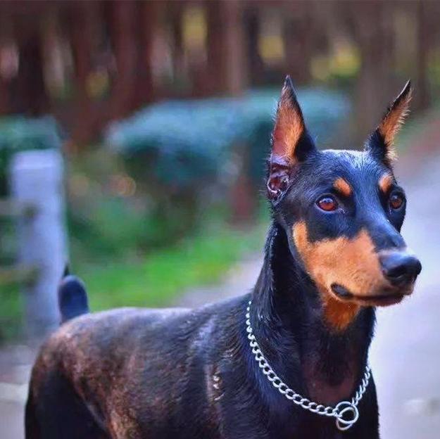 狗狗断尾的常用方法及优劣比较（选择适合狗狗的断尾方法，关爱它的健康成长）(图3)