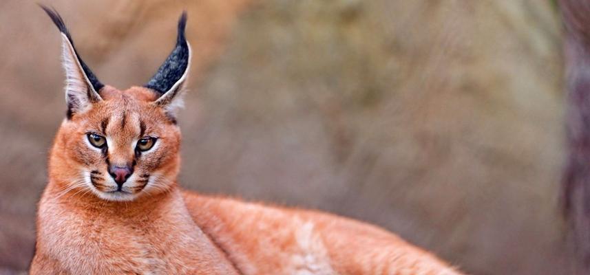 探索安哥拉猫的神秘世界（了解这个罕见而迷人的猫种）(图3)