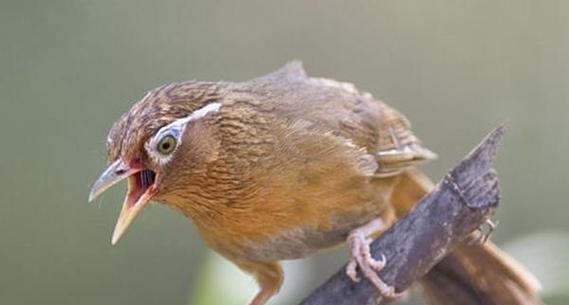 如何快速养熟画眉鸟？（15个方法帮助您加速养熟画眉鸟）(图3)