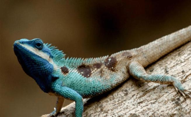 探索安哥拉猫的神秘世界（了解这个罕见而迷人的猫种）(图1)