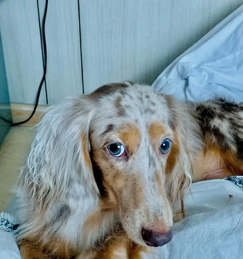 新加坡（新加坡出台新规保护狗狗福利，关注狗狗权益）(图1)