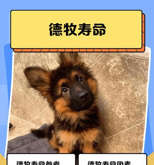 小德牧退毛有关知识解析（探索小德牧脱毛过程及持续时间）(图1)