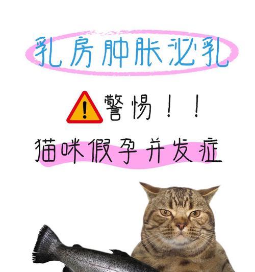 孕妇养猫不会危害胎儿健康｜科学指南