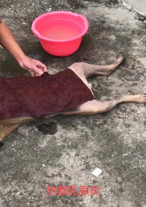 狗产后乳腺炎的症状及处理方法（了解狗产后乳腺炎的常见症状，保护母狗健康！）(图2)