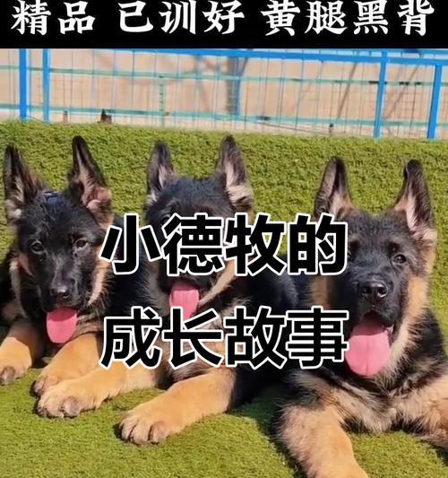 小德牧退毛有关知识解析（探索小德牧脱毛过程及持续时间）(图4)