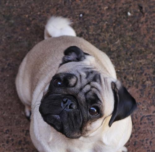 揭秘以巴哥幼犬的价格与影响因素（以巴哥幼犬价格的关键因素及市场行情分析）(图4)