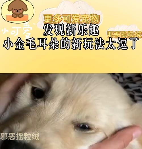 金毛耳朵清洗的频率与方法（金毛耳朵保健指南，关爱你的金毛宝贝）(图3)
